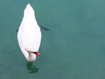 Bird on white background