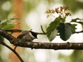 Close-up of bird perching on branch