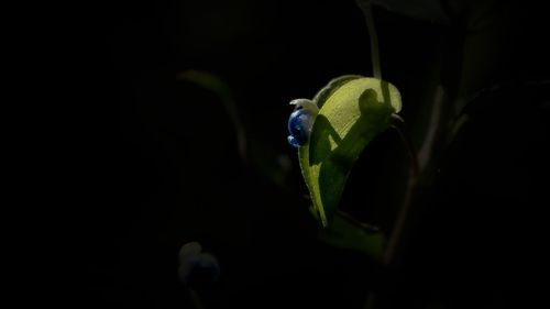 Close-up of insect on plant at night