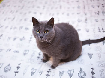 Portrait of cat sitting on floor