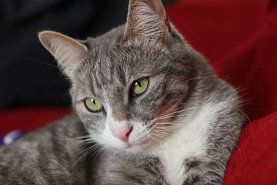 Close-up portrait of a cat