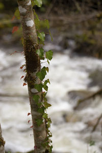 Close-up of lichen growing on tree trunk