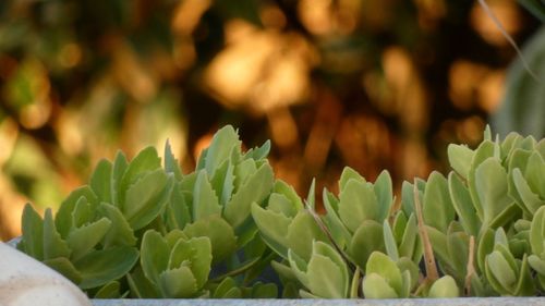 Close-up of succulent plant