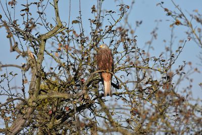 Low angle view of red kite on tree against sky
