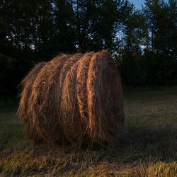 Hay bales on field against trees