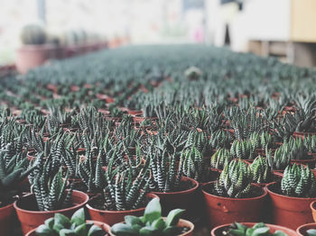 Close-up of succulent plants in greenhouse