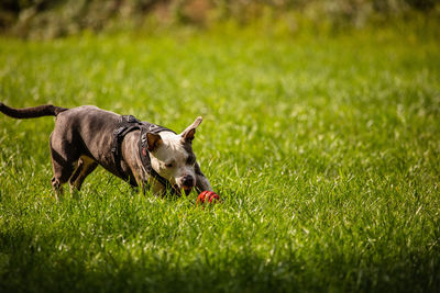Dog lying on grass
