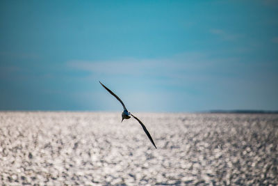 Single seagull over the sea in the blue sky