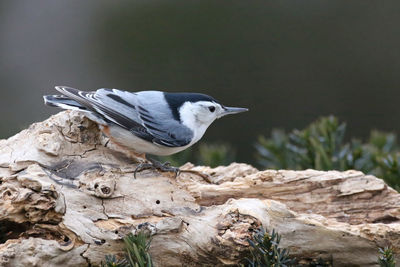 Close-up of nuthatch bird perching on wood