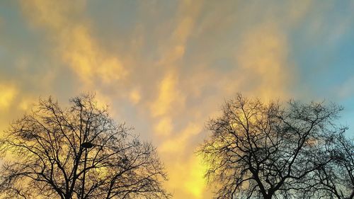 Low angle view of silhouette trees against sky at sunset