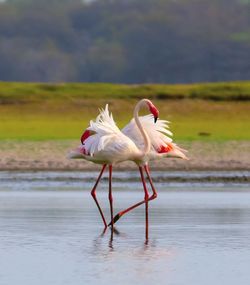 Bird on a lake