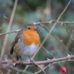 Close-up of bird perching on branch