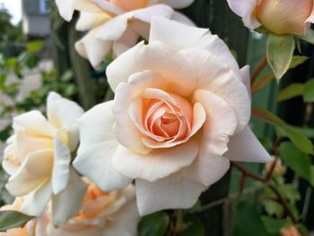 Close-up of white rose