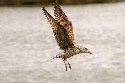 Seagull flying over sea