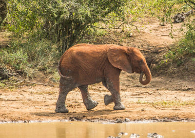 Full length of elephant drinking water