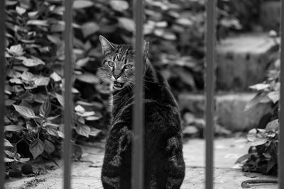 Stray cat looking through a fence