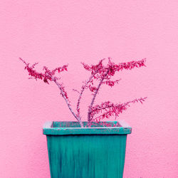 Close-up of pink potted plant against wall