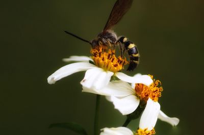 Close-up of insect on flower