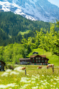 Houses in a forest