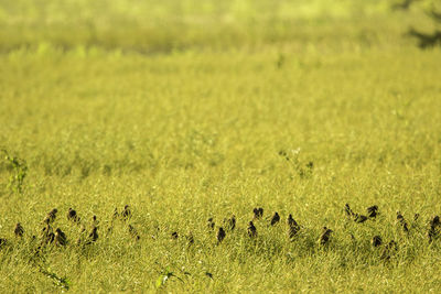 Scenic view of grassy field