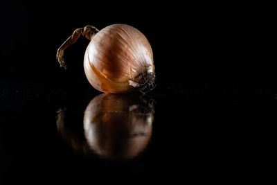 Close-up of shell on table against black background