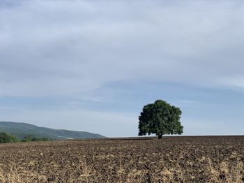 Tree on field against sky