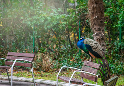 A peacock leaning on a park bench