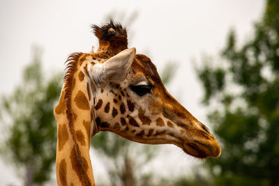 Close-up of a giraffe