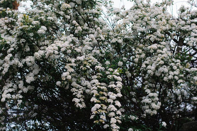 Low angle view of cherry blossoms in spring