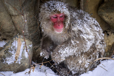 Monkey in a snow