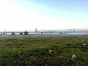 Sheep grazing on field against sky