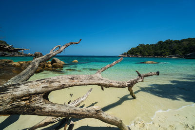 Driftwood on beach against blue sky