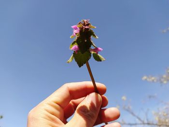 Close-up of hand holding red flowering plant