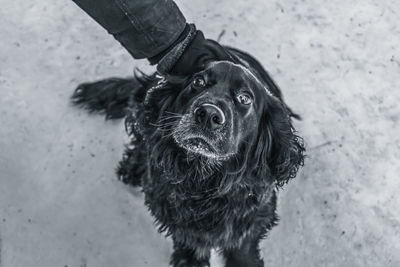 A sad cocker spaniel dog enjoys the caress of the owner. photo with artistic noise and grainy effect