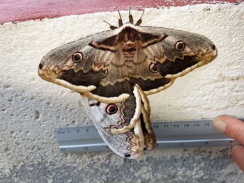 Close-up of hand holding painting against wall
