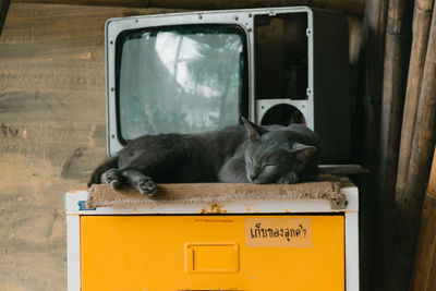 Close-up of black dog