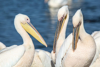 pelican