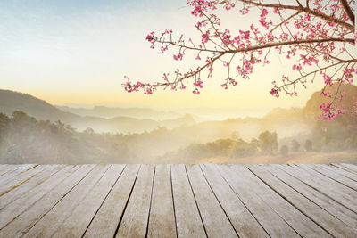 Empty top wooden table and sakura flower with fog and morning light  background.