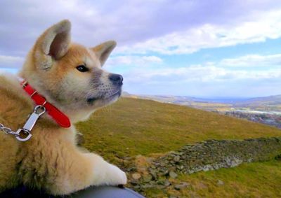 Dog looking away on landscape