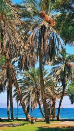 Palm trees by sea against sky