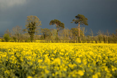 Scenic view of oilseed rape field