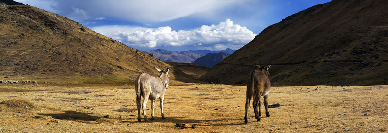 Panorama of two lonely mules in snowy mountains and valley in remote cordillera huayhuash in peru.