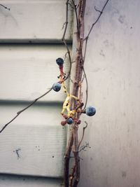 Close-up of berries growing on tree against wall