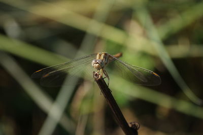 Close-up of dragonfly on plant