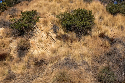 Dry plants on land