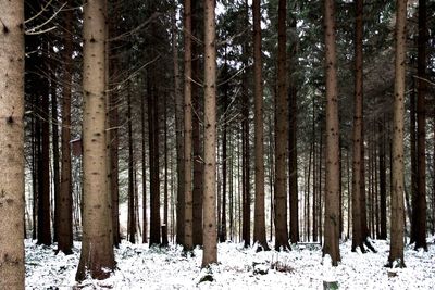 Pine trees in forest during winter