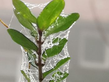 Close-up of wet plant leaves