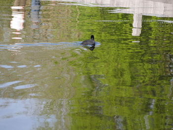 View of ducks swimming in lake