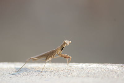 Close-up of praying mantis on metal