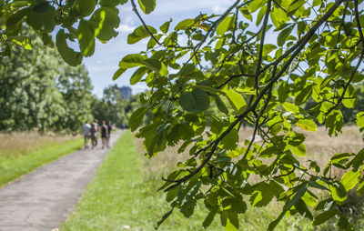 Rear view of people walking on footpath amidst trees